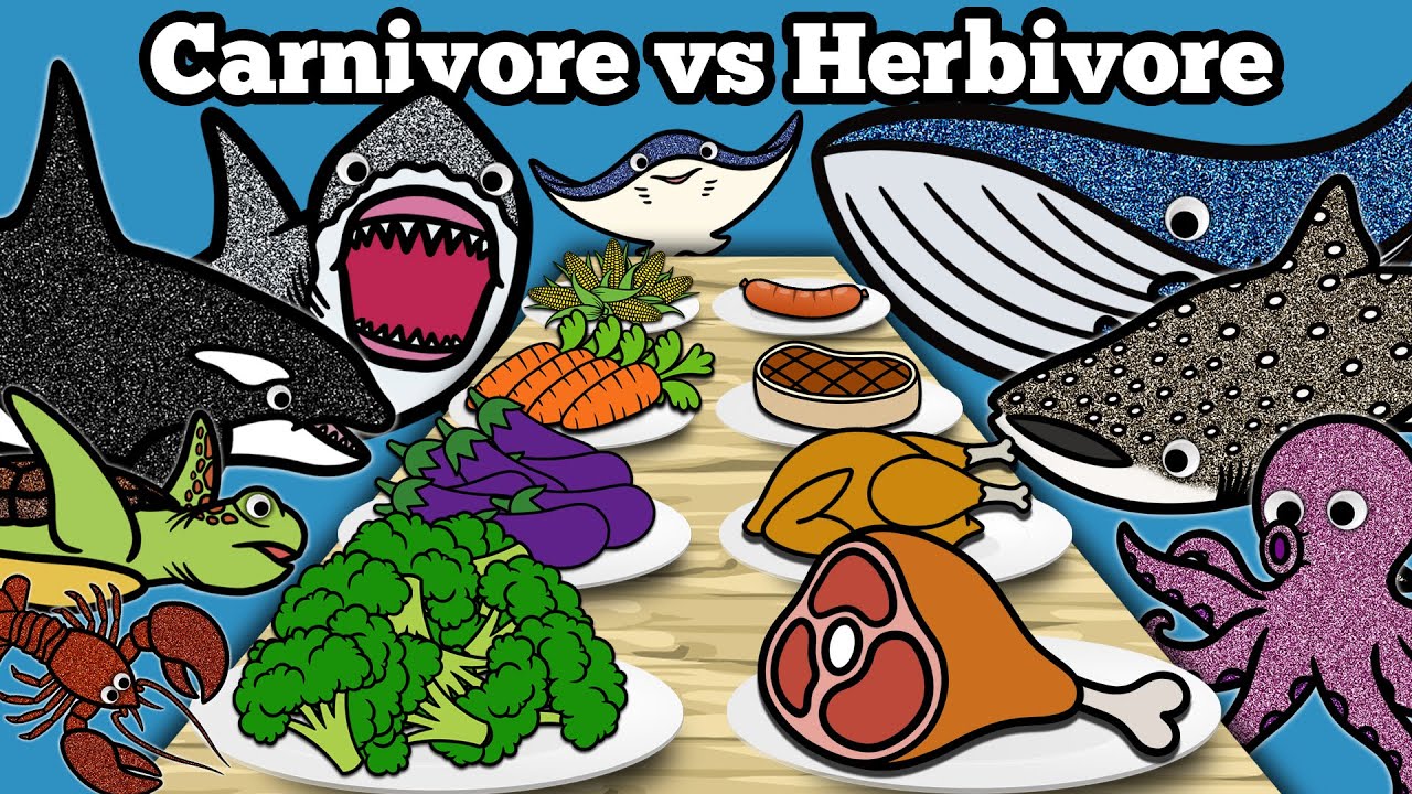 Carnivore vs Herbivore Sea Animals | Let's Draw & Color Sharks & Whales ...