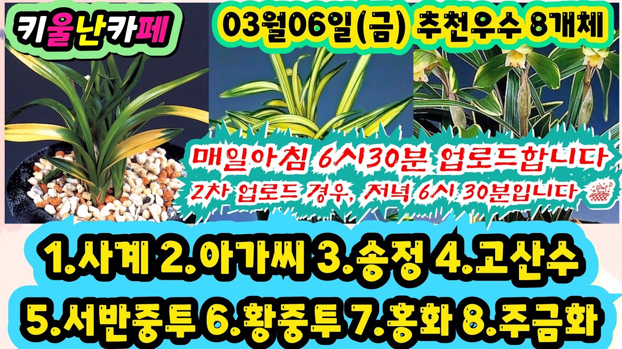 03/06(금) 추천우수 8개체 [1.사계 2.아가씨 3.송정 4.고 산수 5.서반중투 6.황중투 7.홍화 8.주금화] #orchid 