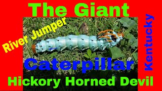 Giant Hickory Horned Devil caterpillar (river Jumper) (24) screenshot 4