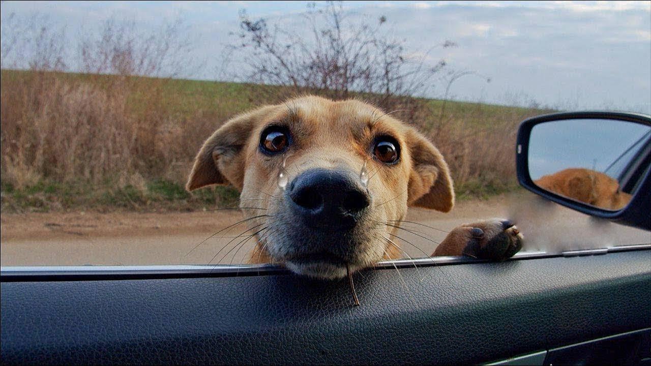 She Cried, Put Her Head in My Car to Beg for Help With 3 Puppies Stuck In The Sewer