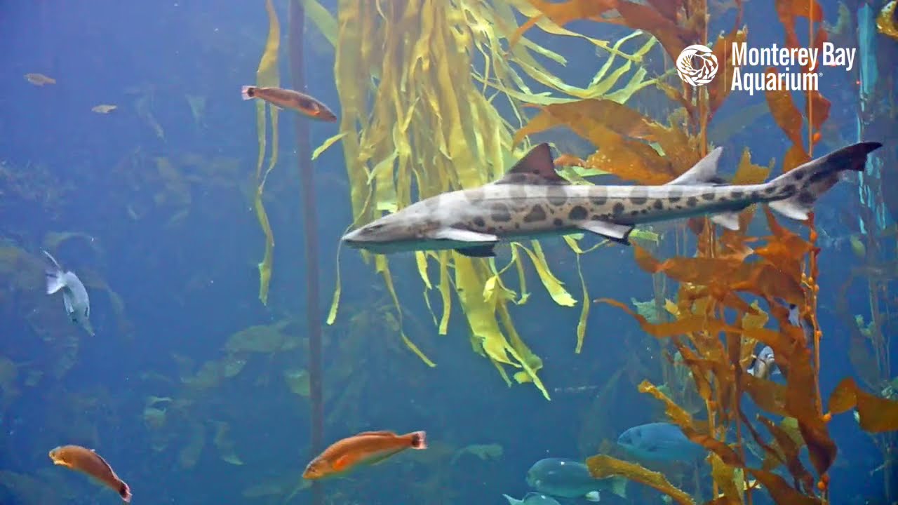 Swim this sway to the Kelp Forest Cam! Monterey Bay Aquarium Live