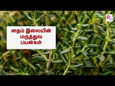 தைம் இலையின் மருத்துவ பயன்கள் /  Thyme benefits in Tamil