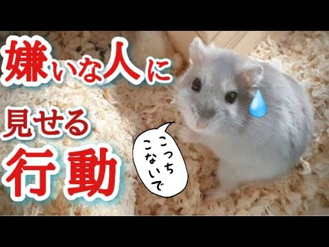 人は犬がいるかっこいい人はハムスターハムスターを持っている ジップパーカー 当てはまる？嫌いな人にしか見せないハムスターの行動