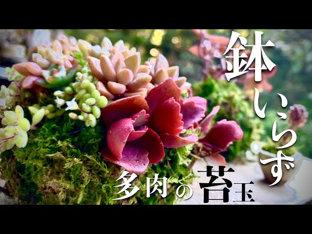 多肉植物でコケ玉！そのままお皿に乗せて飾れる盆栽仕立て - YouTube