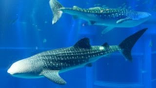 海遊館にジンベエザメ搬入