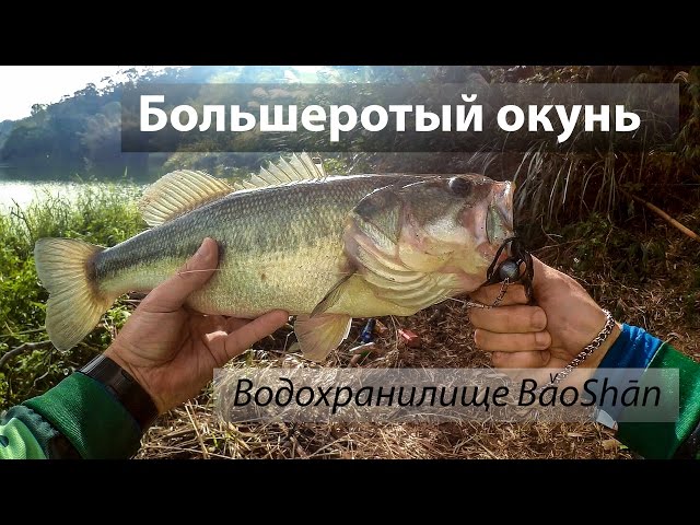 Водохранилище 寶山水庫, Тайвань. Большеротый окунь или Басс.