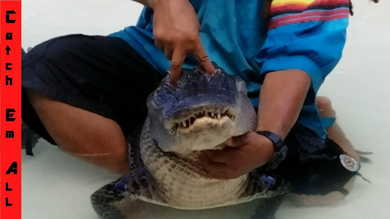 pikelets Alligator Wrestling behind the Scenes NEW NEMESIS