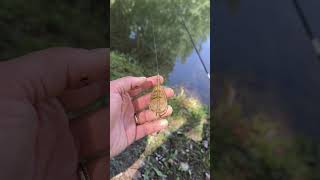 Montatura a Feeder per cefali🎣#lenza #cefalo #pesca #pescare #fishing #fishingvideo #fishon #fish