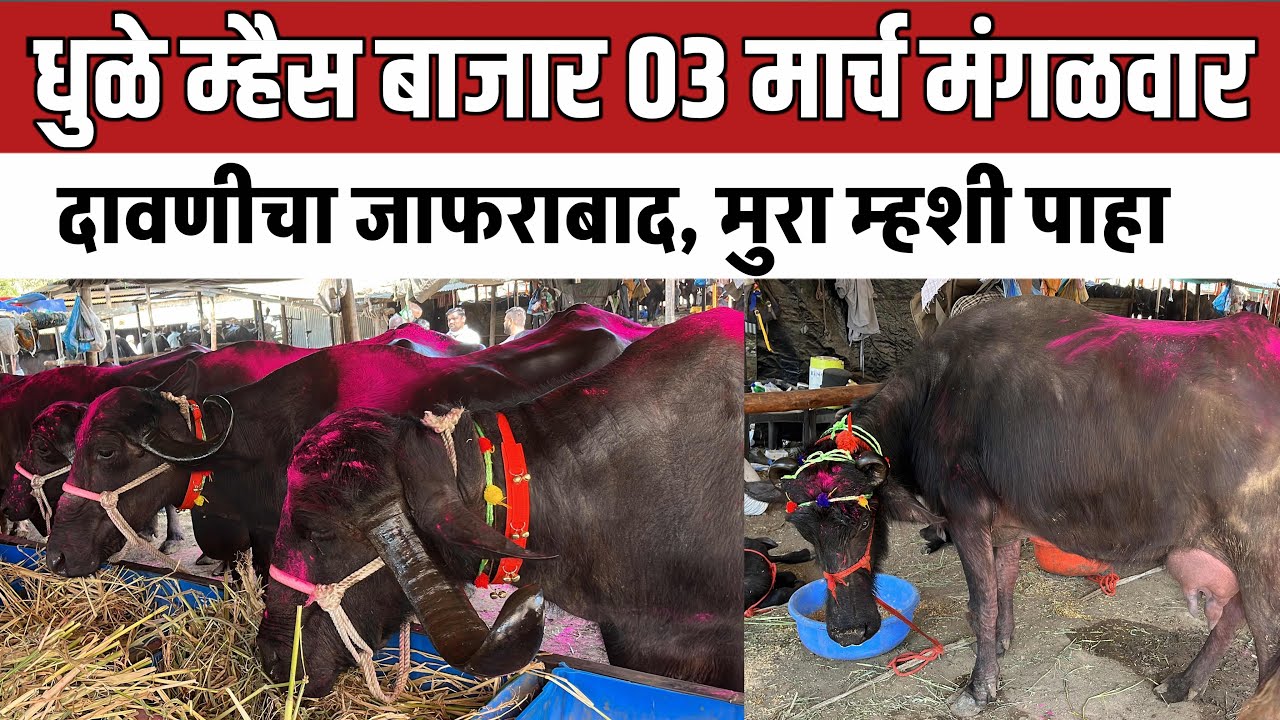 धुळे म्हैस बाजार 🛑 03 मार्च मंगळवार | दावणीचा जाफराबाद म्हशी पाहा | Jafarabad baffalo market 