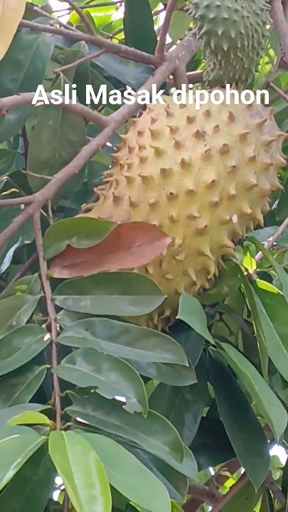 petik sirsak dikebun langsung dari pohon #kebun #sirsak #durianbelanda #facts