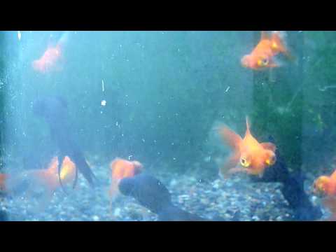 金魚 出目金 デメキン Youtube