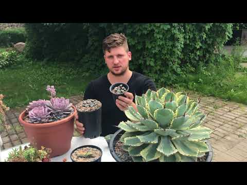Видео: Какви сукуленти да засадите в градината?