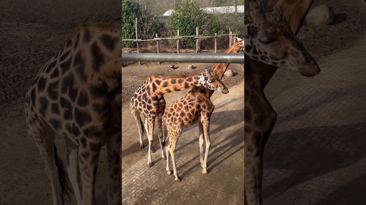 THEY WERE SO SO CUTE 