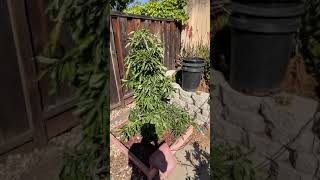Spring 2021 Littlecado aka Wurtz avocado tree