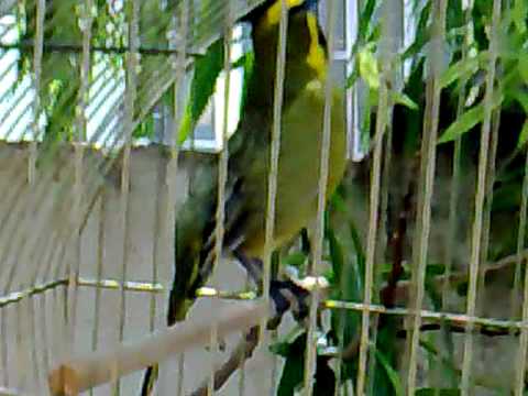 Cardenal amarillo cantando como ninguno - cardinal yellow singing 