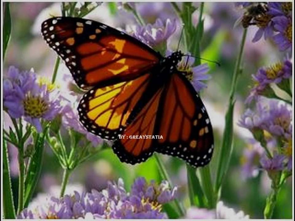 Cache Deluxe - Vlindertjes