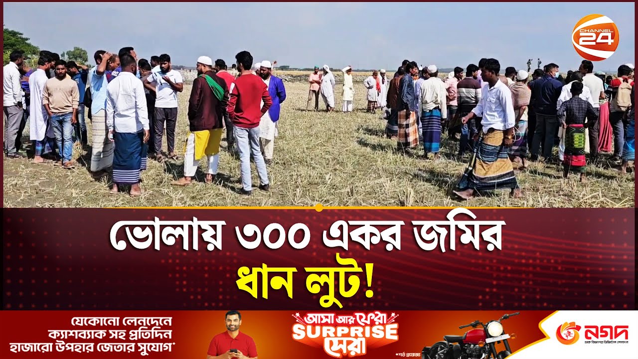 ভোলার চরফ্যাশনে ভূমিদস্যু ও লাঠিয়ালরা লুটে নিলো ৩০০ একর জমির ধান | Bhola News | Channel 24