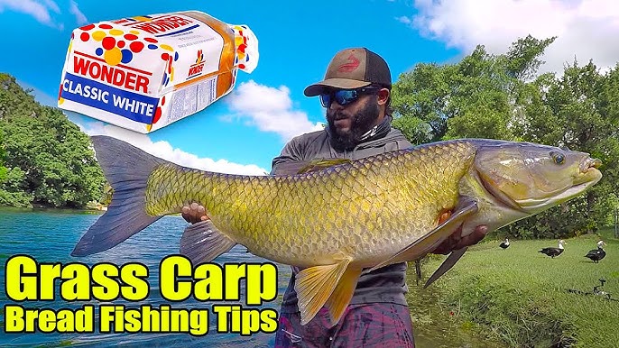 How To Catch Grass Carp! BEST Carp Fishing Tutorial 2022 