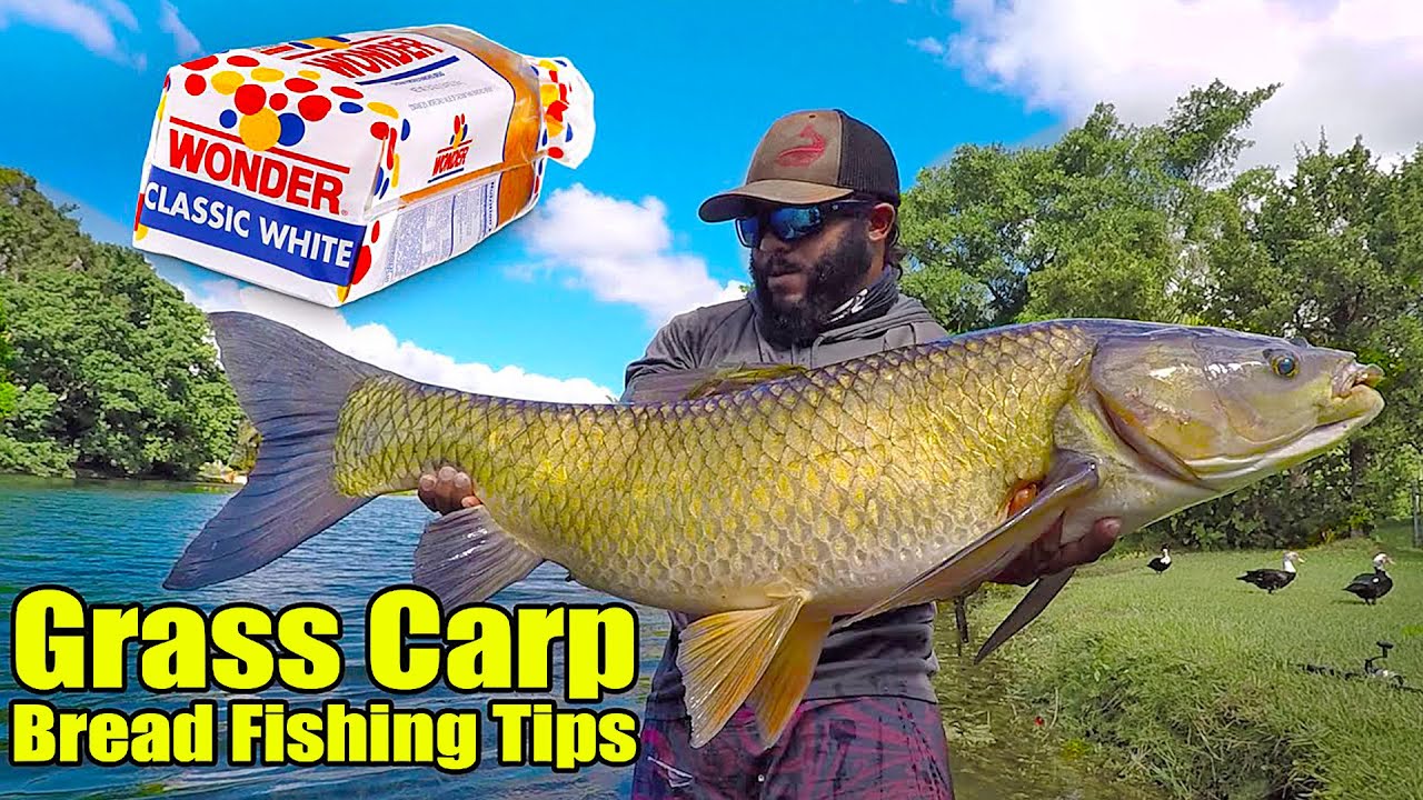 Monster Mike's Carp Fishing Secrets! How to Catch BIG Grass Carp! 