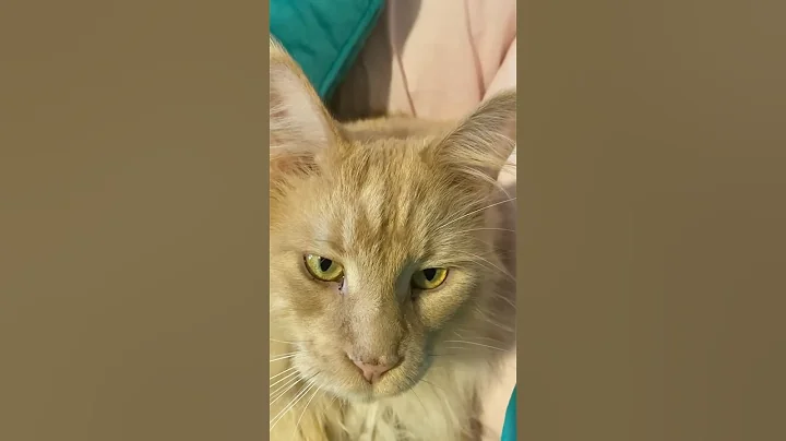 Watch the video about Maine coon thinks this is his bedroom #kitten #cat #mainecoon #cutecat #funnycats #cute #kitty