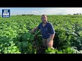 Maximising potato crops with a boost from foliar phosphate