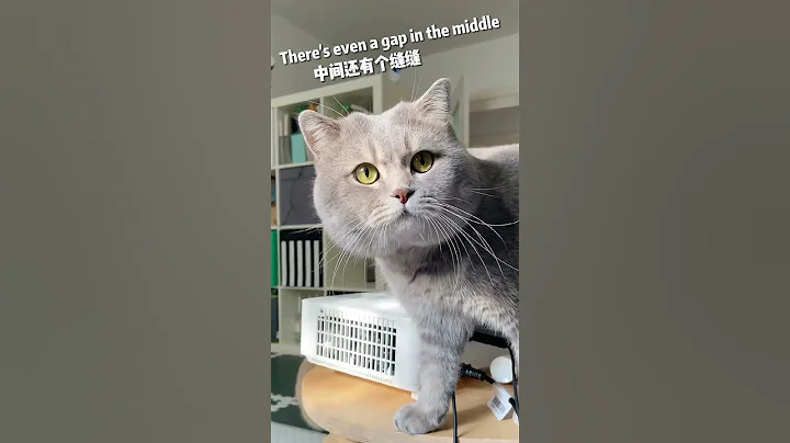 Watch the video about Look at my cat's messy hairstyle😂 #cats #funny #fuunyvideo #funnycats #funnyvideos #funnymoment