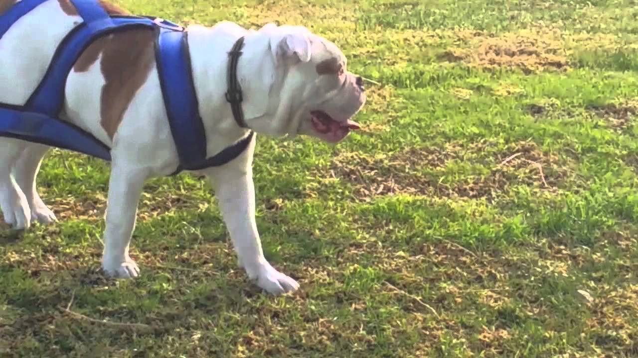 Old English Ringo Olde English Bulldogge (Ringo) Weight Training. - YouTube
