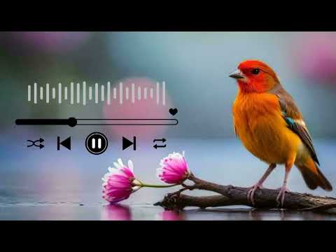 Birds ringtones 2024 New ringtone love flute/ instrumental ringtone 2023/2024