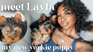 I GOT A NEW YORKIE PUPPY! MEET LAYLA | EVERYTHING YOU NEED TO KNOW