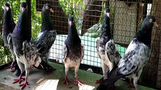 Royal Teddy Pigeons | New Breed | New Release | Part  3 | Urdu \ Hindi | Shahid Rajput Pigeons   ??