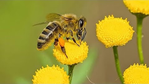 تبسيط أحكام التجويد التي تتضمنها الآيتان(68\68)من سورة النحل 🐝 لفائدة مستفيدي برنامج محو الأمية م2