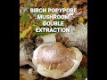 BIRCH TREE POPYPORE MUSHROOM DUAL EXTRACTION TINCTURE