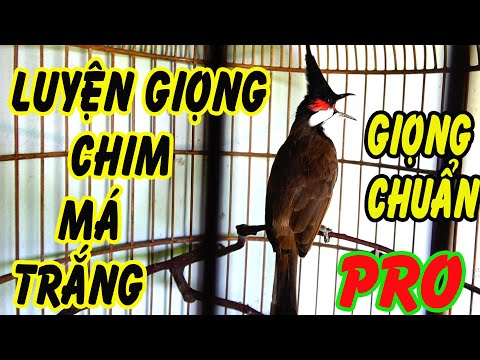 Video Luyện chào mào HÓT GIỌNG RỪNG | chào mào Sông Kôn tập... - youtube