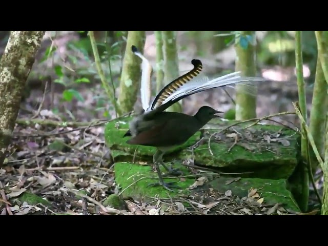 Superb Lyrebird #burung #birds #bird class=