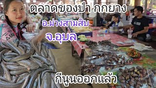 #ตลาดของป่า ตลาดกกยางใกล้เมืองอุบล กีนูนมีแล้ว นก หนู ใข้มดแดง เขียด ปลา อาหารป่าตามฤดูกาล