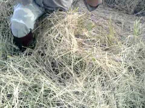 Menjala Burung Ayam Ayam Di Sawah Youtube