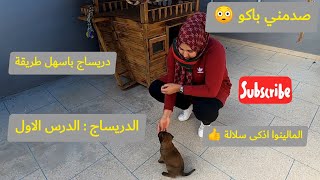 هكذا تبدأ تدريب جروك بطريقة سهلة/ اصغر #مالينوا تتعلم في وقت قصير / Dresser un chiot de 32 jrs