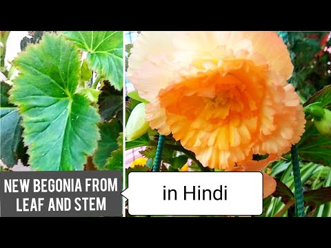 How to Grow Begonia from Leaf | Begonia Leaf Propagation in hindi | Begonia from Stem in Hindi |