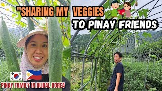 A Day In The Life Of A Pinay In Rural Korea Farming & Sharing Fresh Veggies