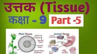 class -9 , ex-2 tissue, lasika , न्यूरॉन,पेशी उत्तक से संबंधित