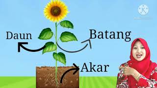 🌻VIDEO PEMBELAJARAN🌻 TEMA : TANAMAN SUBTEMA : TANAMAN HIAS SUBSUBTEMA: BUNGA MATAHARI 🌻VIDEO PEMBELAJARAN🌻 TEMA : TANAMAN SUBTEMA : TANAMAN HIAS SUBSUBTEMA: BUNGA MATAHARI