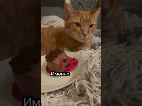 Можно ли кошке сладости?🍭 #cat #catsfacts