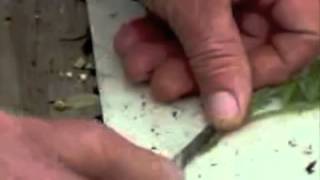 Tomato Grafting with Tom Goeke of Hermans Farm Orchard, St. Charles, Missouri.m4v