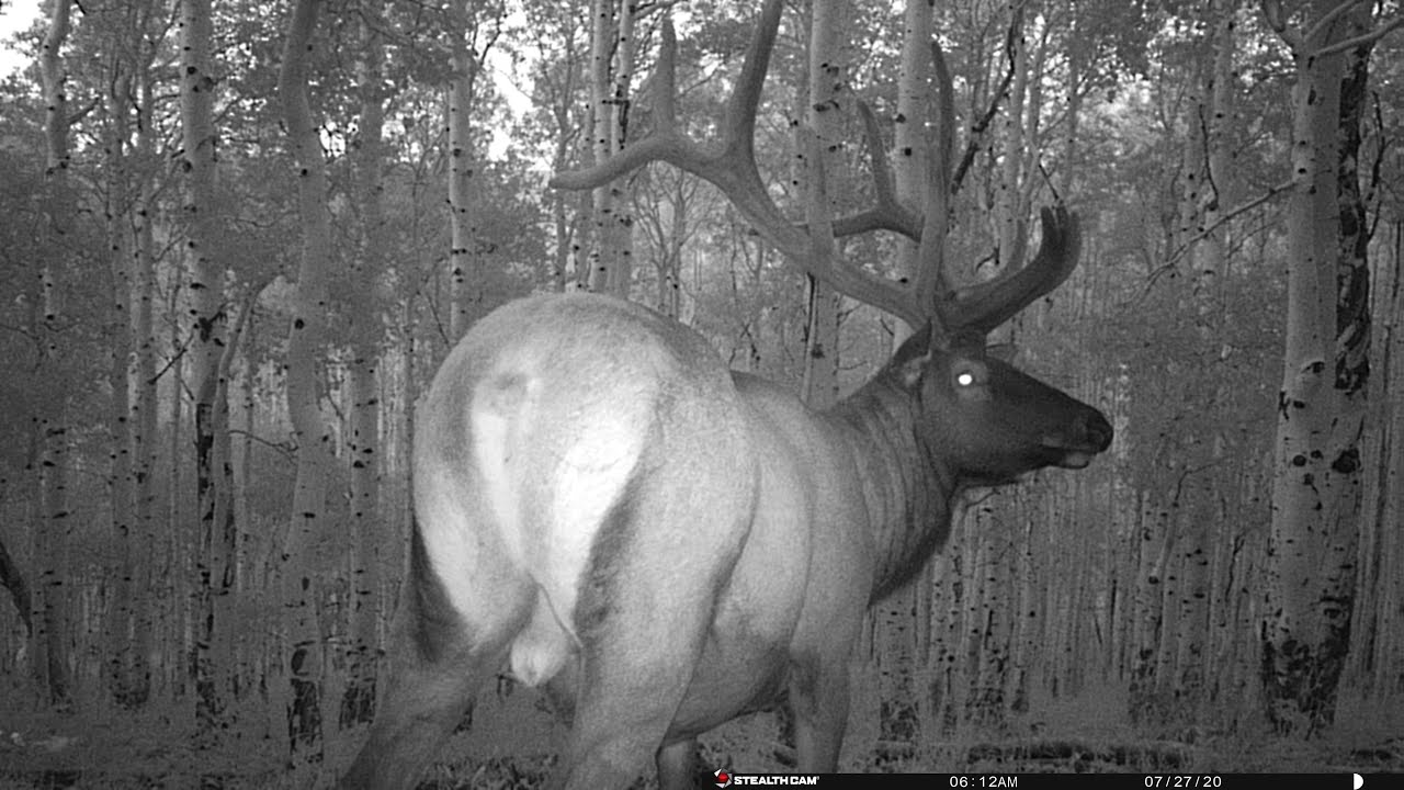 UTAH HUNTING! Summer Scouting and Trail Cams!