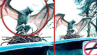 Disturbing Cryptids Caught On Camera That Should Not Exist