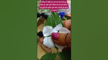घर में सुख शांति आती है गृह क्लेश दूर होता है#pandit_pradeep_ji_mishra #shortsviral #shorts
