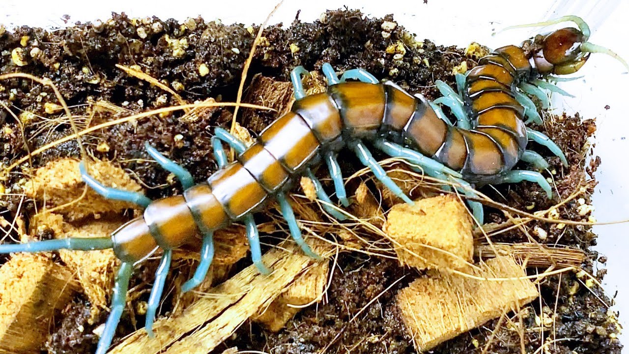 12cm 巨大化 ムカデ の 標本 最大60cmと噂される規格外な怪物