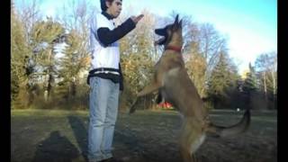 Обучение на кучета Училище за кучета К9 World Dog School Обучение на кучета Училище за кучета К9 World Dog School