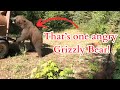 Grizzly Bears Being Released Back Into The Wild One Gets Mad mp3