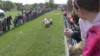 Oughterard Co. Galway Republic of Ireland Sheep Races 2012